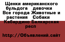Щенки американского бульдога ( девочки) - Все города Животные и растения » Собаки   . Кабардино-Балкарская респ.